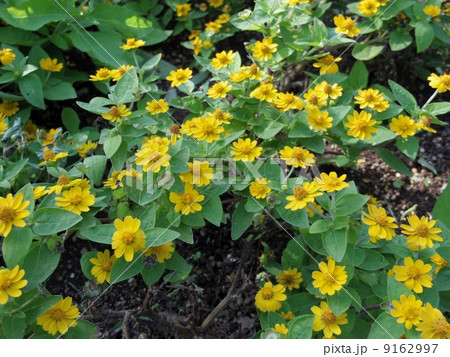 メランポディウム 9162997