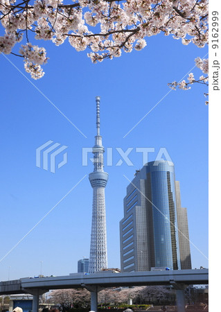スカイツリーと満開の桜 9162999