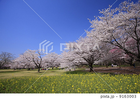 満開の桜と菜の花畑 9163003