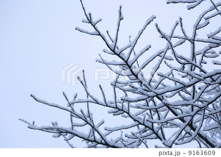 梢に積もる雪 9163609