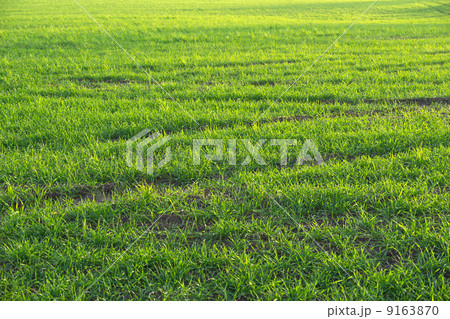 Green grass background. Green grass background. 9163870