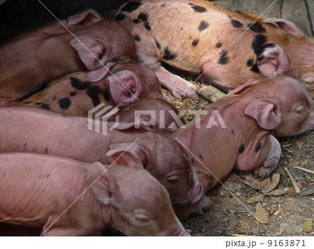 生まれたての仔ブタ（バタンバン／カンボジア） 9163871