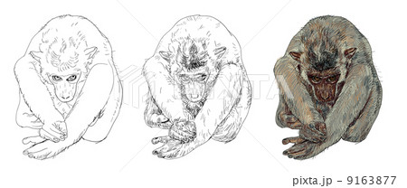 Monkey 9163877