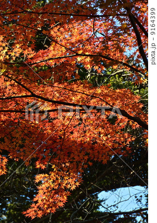 紅葉（高尾山／東京都八王子市） 9164399