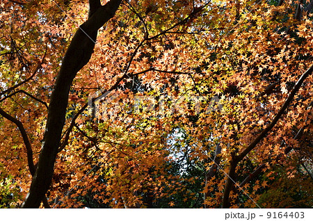 紅葉(高尾山/東京都八王子市) 紅葉(高尾山/東京都八王子市) 9164403