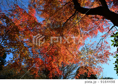 鎌倉報国寺山門の紅葉 鎌倉報国寺山門の紅葉 9164498