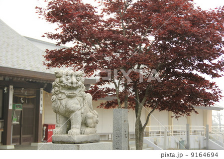 石鎚神社　成就社の狛犬 9164694