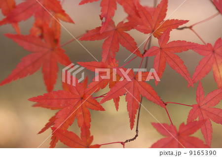 秋景色 秋景色 9165390