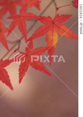 秋景色 秋景色 9165391
