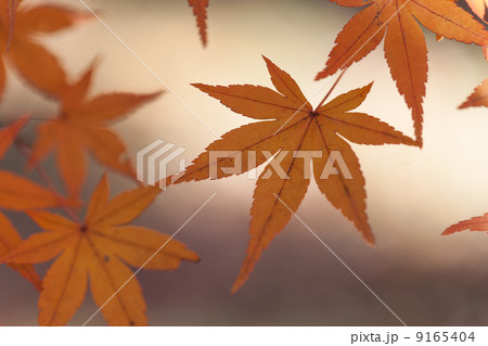 秋景色 秋景色 9165404