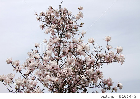 シデコブシ シデコブシ 9165445