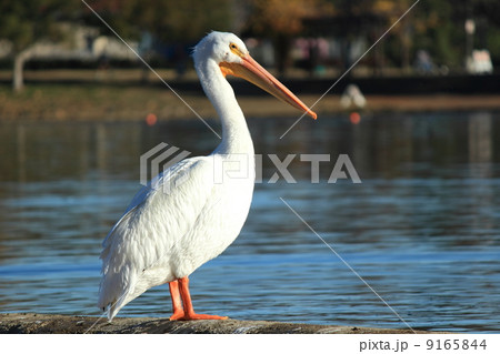 ロサンゼルスの水鳥 ロサンゼルスの水鳥 9165844