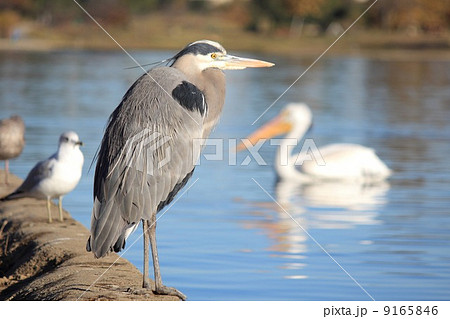 ロサンゼルスの水鳥 ロサンゼルスの水鳥 9165846
