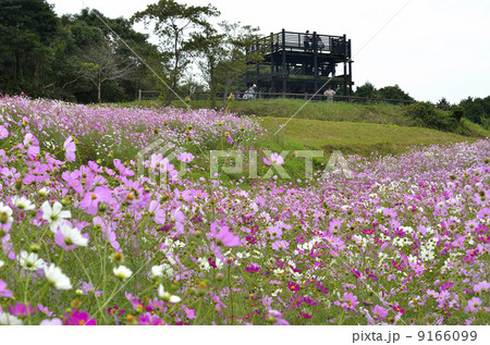 上場高原のコスモス 9166099