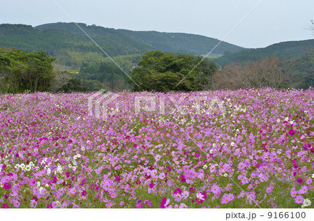 上場高原 コスモス 秋桜 出水市 鹿児島県 秋 花 上場高原 コスモス 秋桜 出水市 鹿児島県 秋 花 9166100
