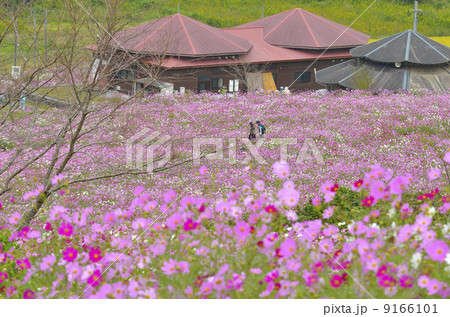上場高原のコスモス 9166101