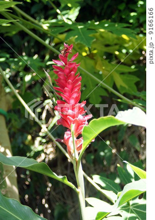 レッドジンジャー 9166166