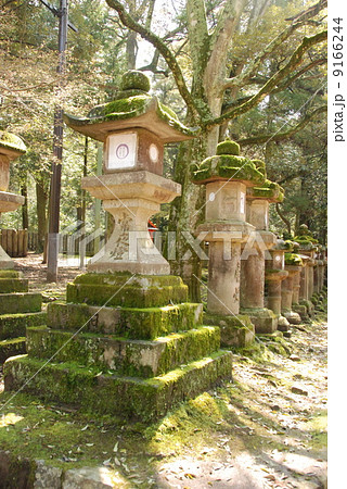 参道脇の石灯籠（春日大社／奈良県奈良市） 9166244