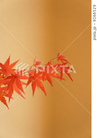 和室の紅葉 和室の紅葉 9166529