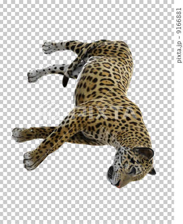 ヒョウ 9166881