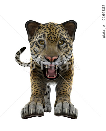 ヒョウ ヒョウ 9166882