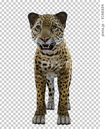 Leopard Leopard 9166884