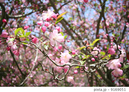 海棠 海棠 9169051