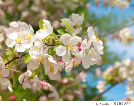 Branch blossoming apple-tree in the spring Branch blossoming apple-tree in the spring 9169074