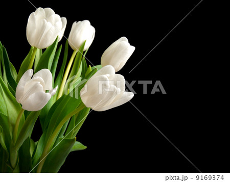 white tulips on black background white tulips on black background 9169374