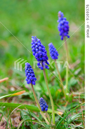 Bluebells flower (Grape Hyacinth, Muscari armeniacum) Bluebells flower (Grape Hyacinth, Muscari armeniacum) 9169376