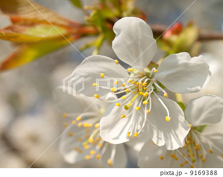 Branch blossoming apple-tree in the spring Branch blossoming apple-tree in the spring 9169388