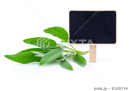 green leaves of sage with letter plate, on a white background green leaves of sage with letter plate, on a white background 9169534