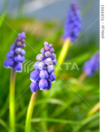 Bluebells flower (Grape Hyacinth, Muscari armeniacum) Bluebells flower (Grape Hyacinth, Muscari armeniacum) 9169981