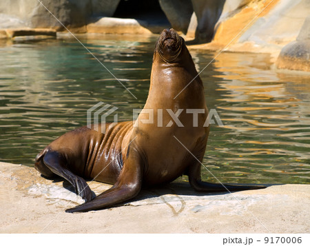 sea-lion sea-lion 9170006