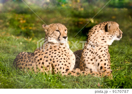 Couple of cheetahs 9170787