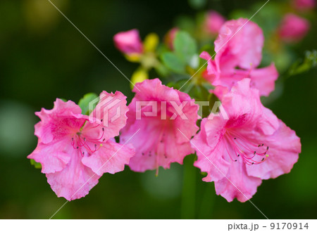 Rhododendron indicum 9170914