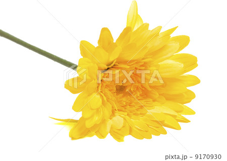 Daisy 9170930