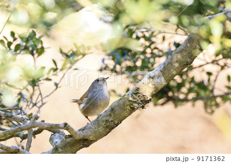 野鳥・ウグイス 9171362