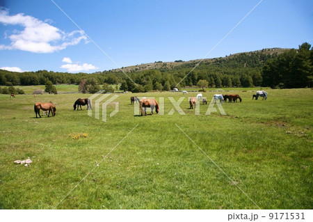 multiple horses grazing 9171531