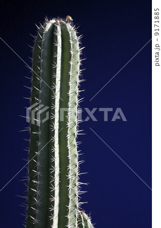 cactus with blue background 9171885