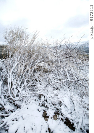 winter plant winter plant 9172213