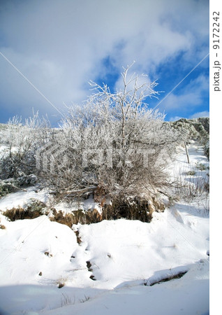 winter shrub winter shrub 9172242