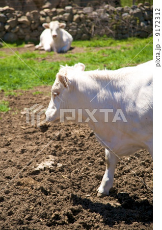 side cow head side cow head 9172312