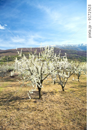 almond trees 9172928