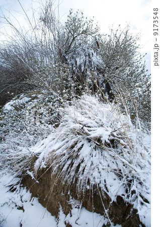 snow bush snow bush 9173548