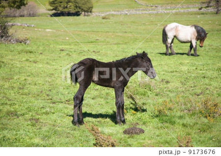 little black horse little black horse 9173676