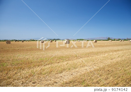 hay field 9174142