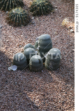 small cactus 9174305