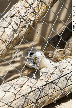 vulture attack vulture attack 9174312