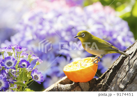 庭に来る野鳥・メジロ 9174451
